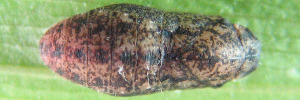 Pupae Top of Wattle Blue - Theclinesthes miskini eucalypti